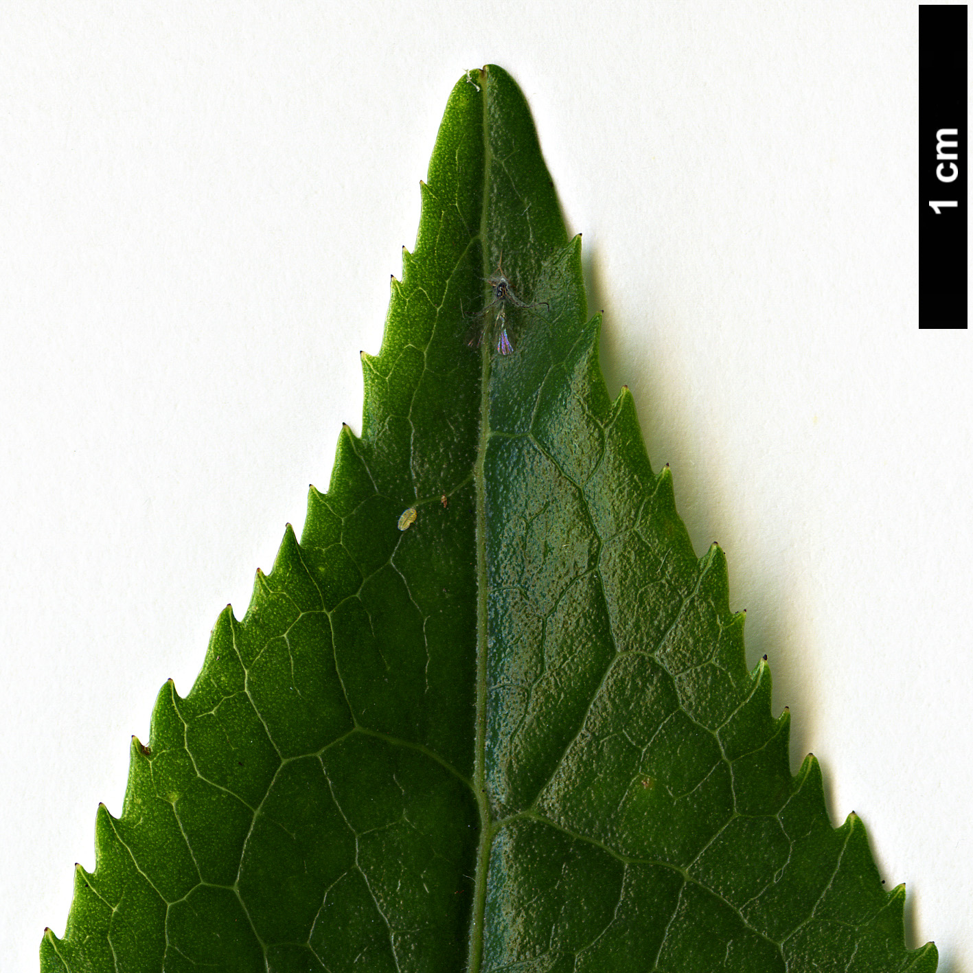 High resolution image: Family: Theaceae - Genus: Camellia - Taxon: trichocarpa