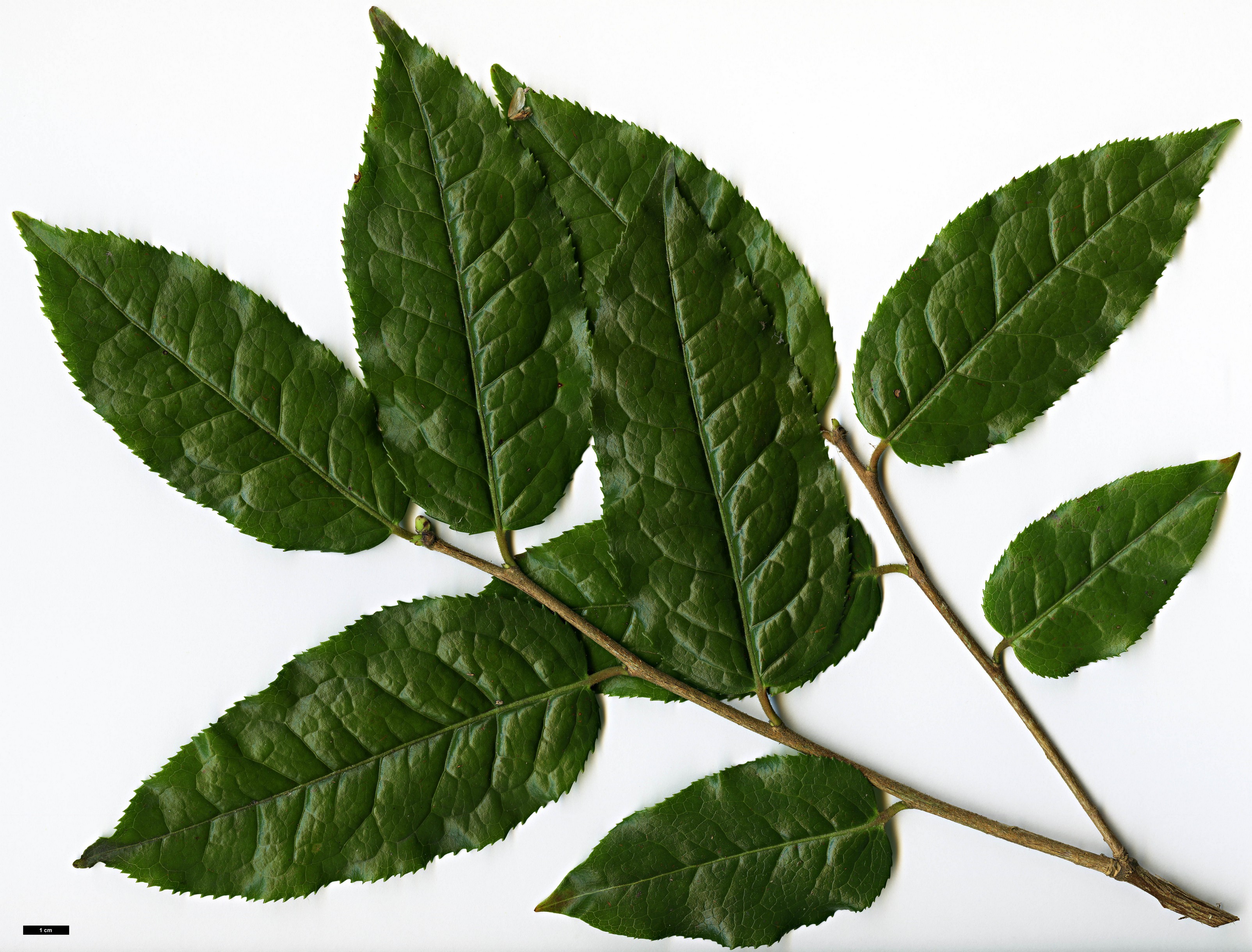 High resolution image: Family: Theaceae - Genus: Camellia - Taxon: trichocarpa