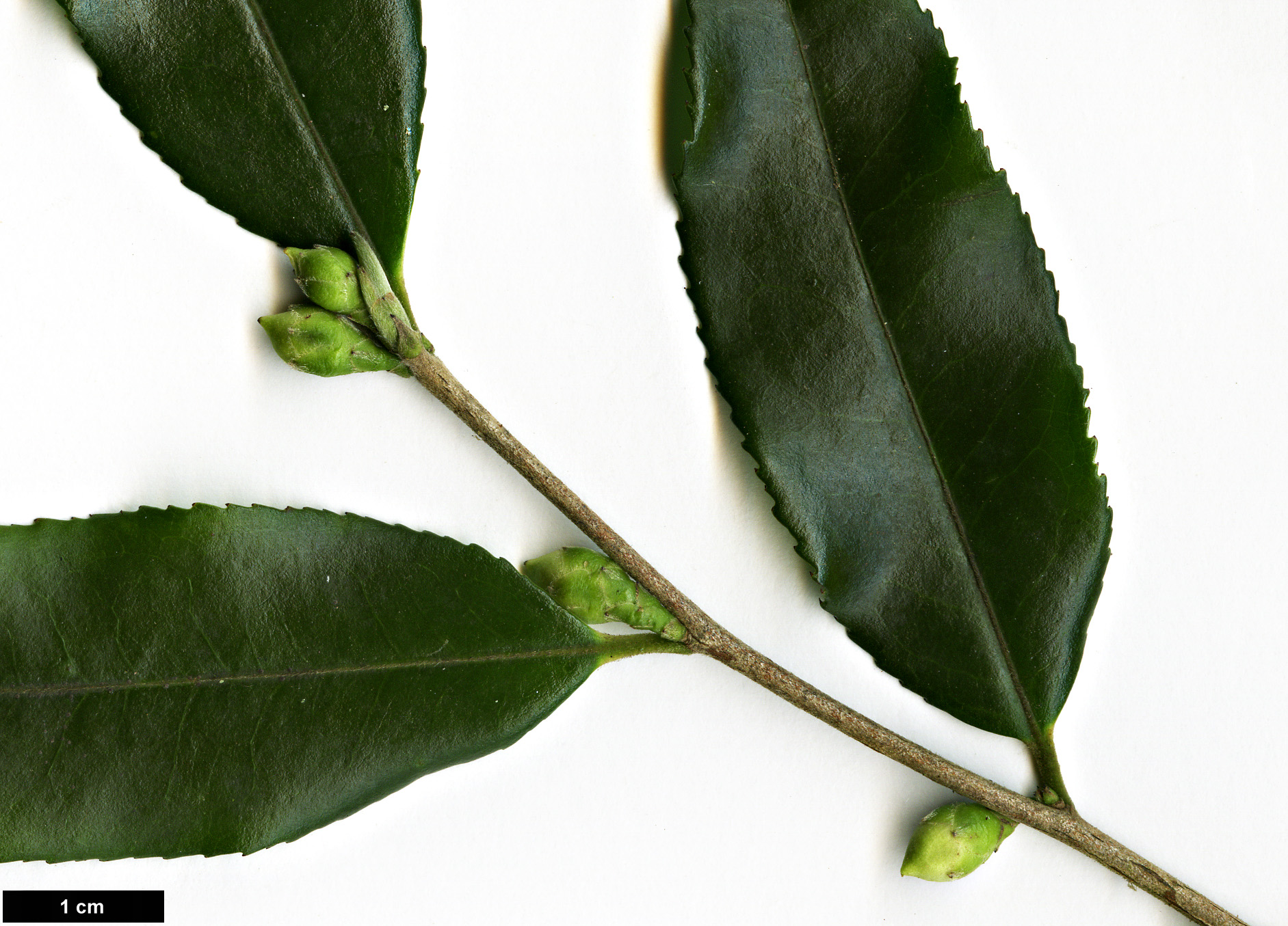 High resolution image: Family: Theaceae - Genus: Camellia - Taxon: tsaii