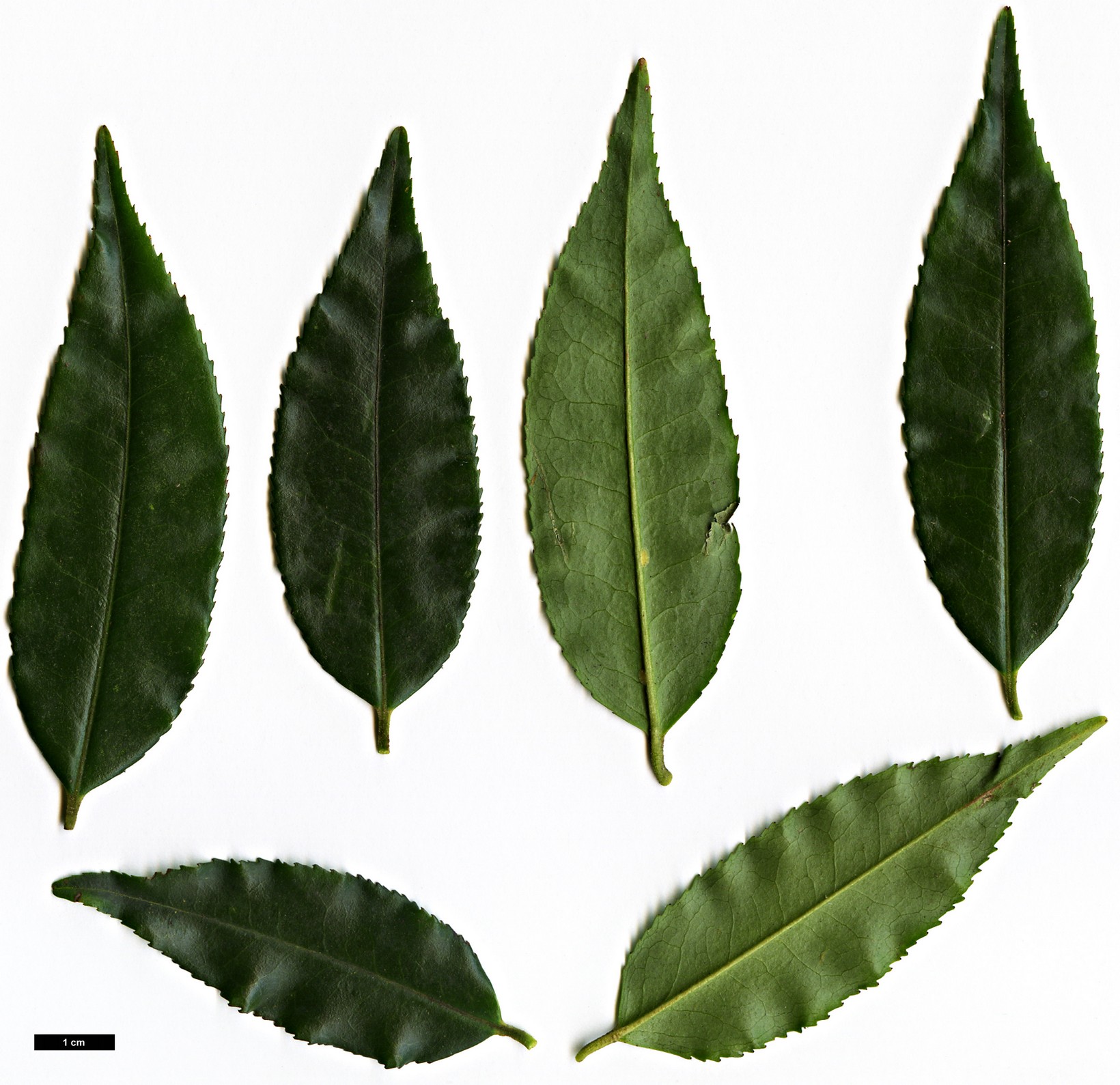 High resolution image: Family: Theaceae - Genus: Camellia - Taxon: tsaii