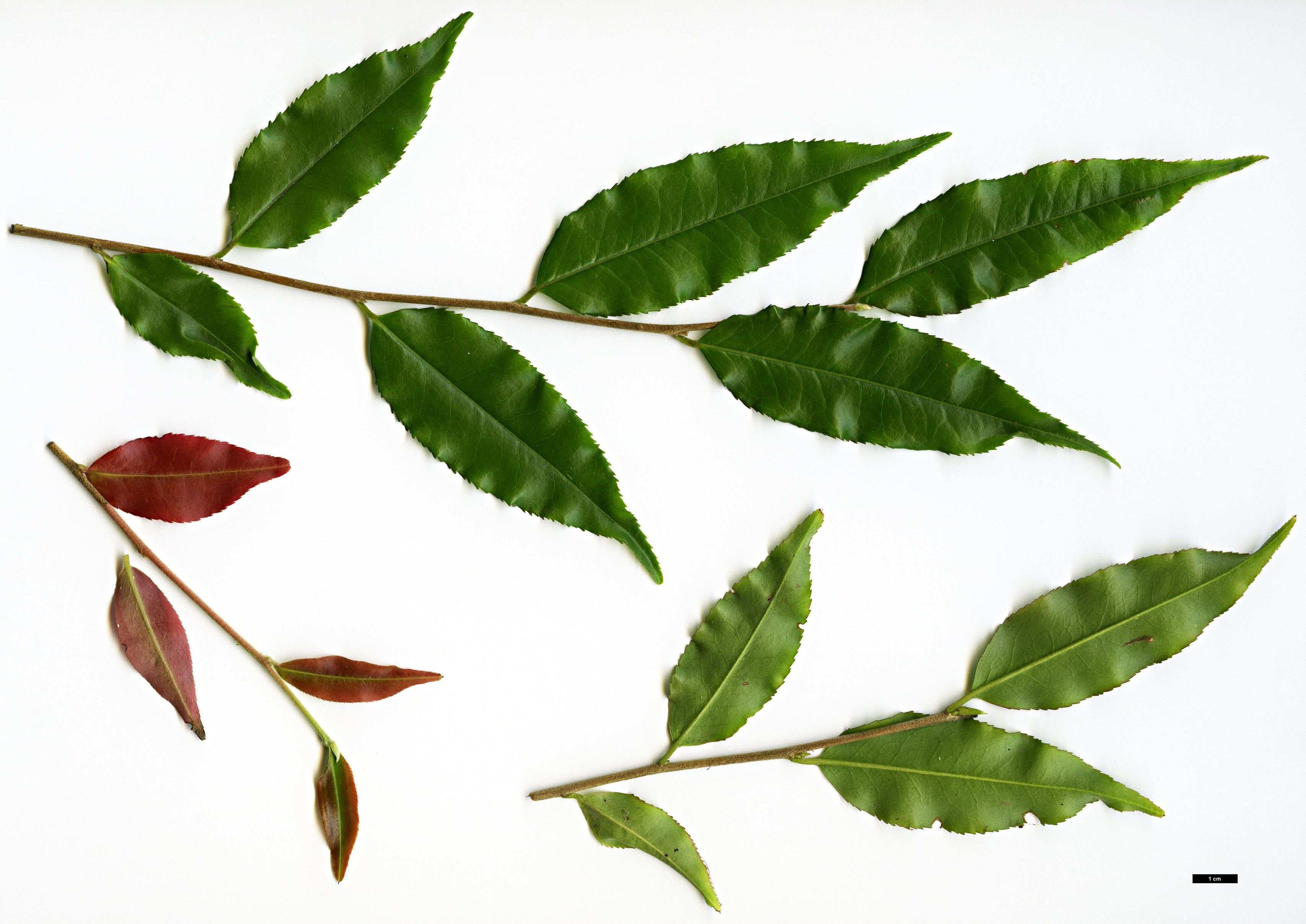 High resolution image: Family: Theaceae - Genus: Camellia - Taxon: tsaii