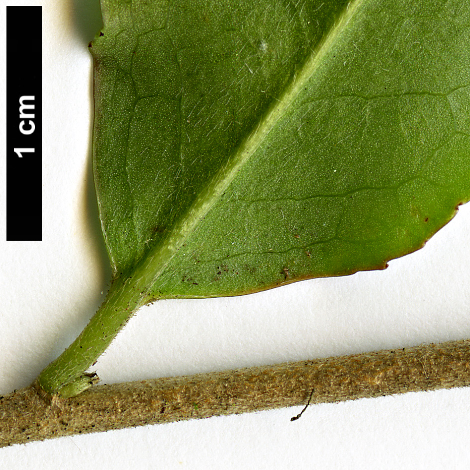 High resolution image: Family: Theaceae - Genus: Camellia - Taxon: tsaii