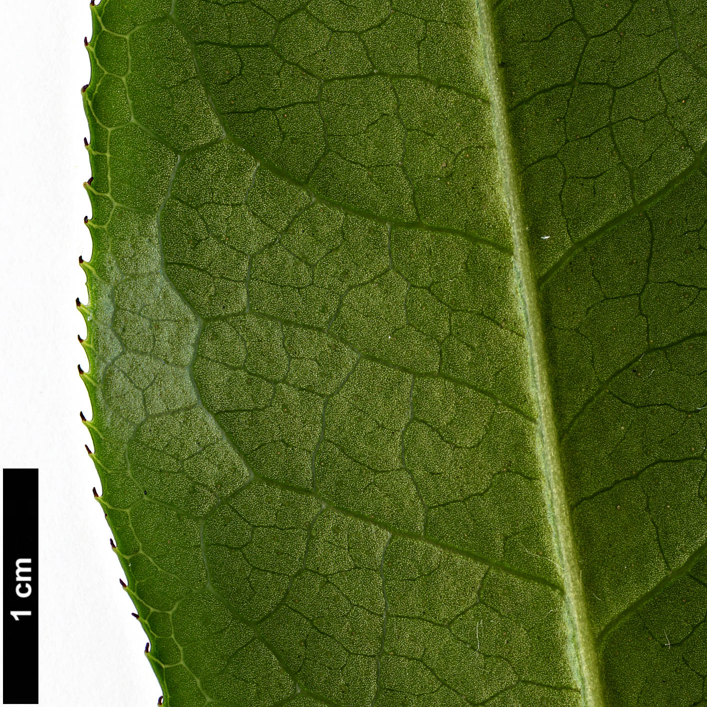 High resolution image: Family: Theaceae - Genus: Camellia - Taxon: wardii