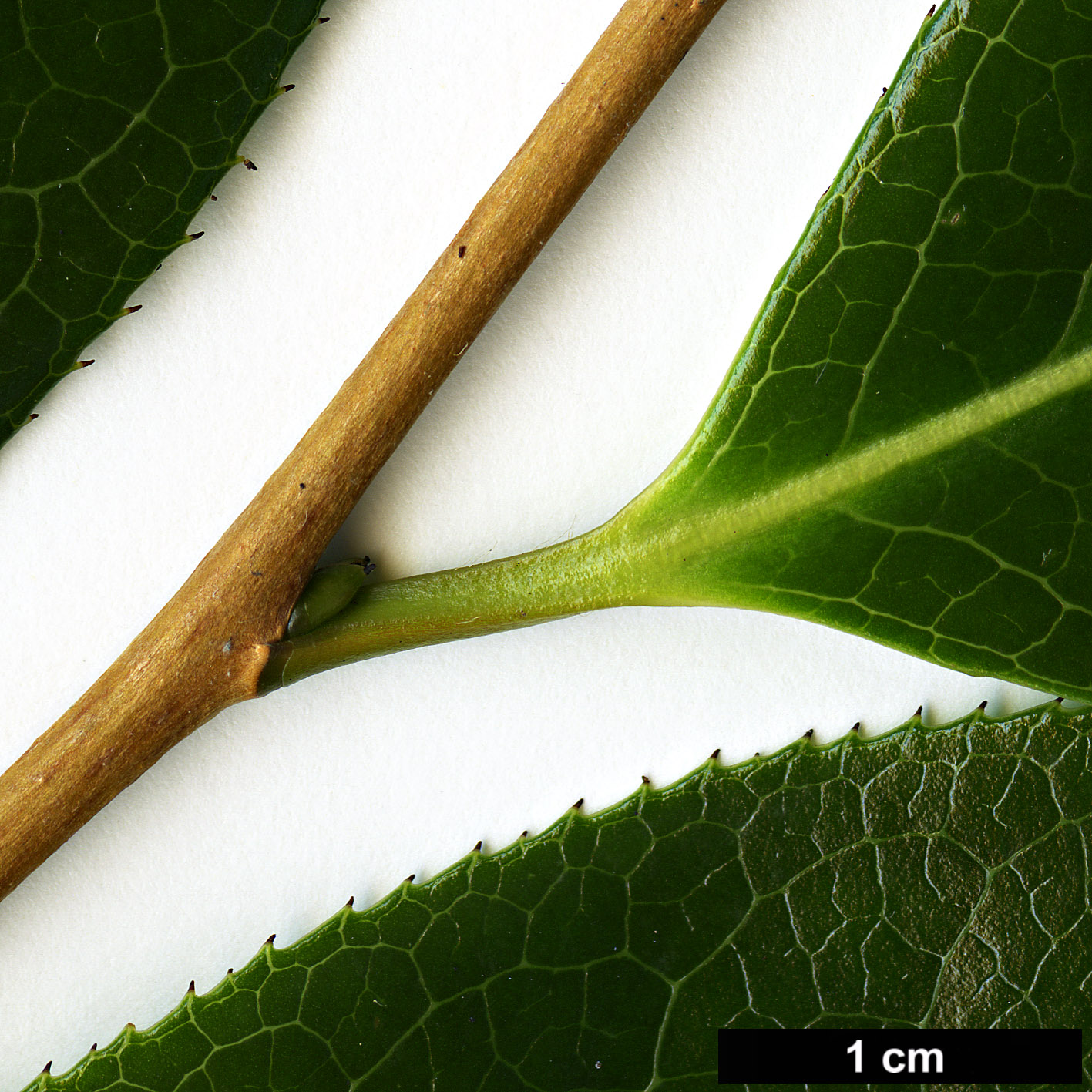 High resolution image: Family: Theaceae - Genus: Camellia - Taxon: wardii