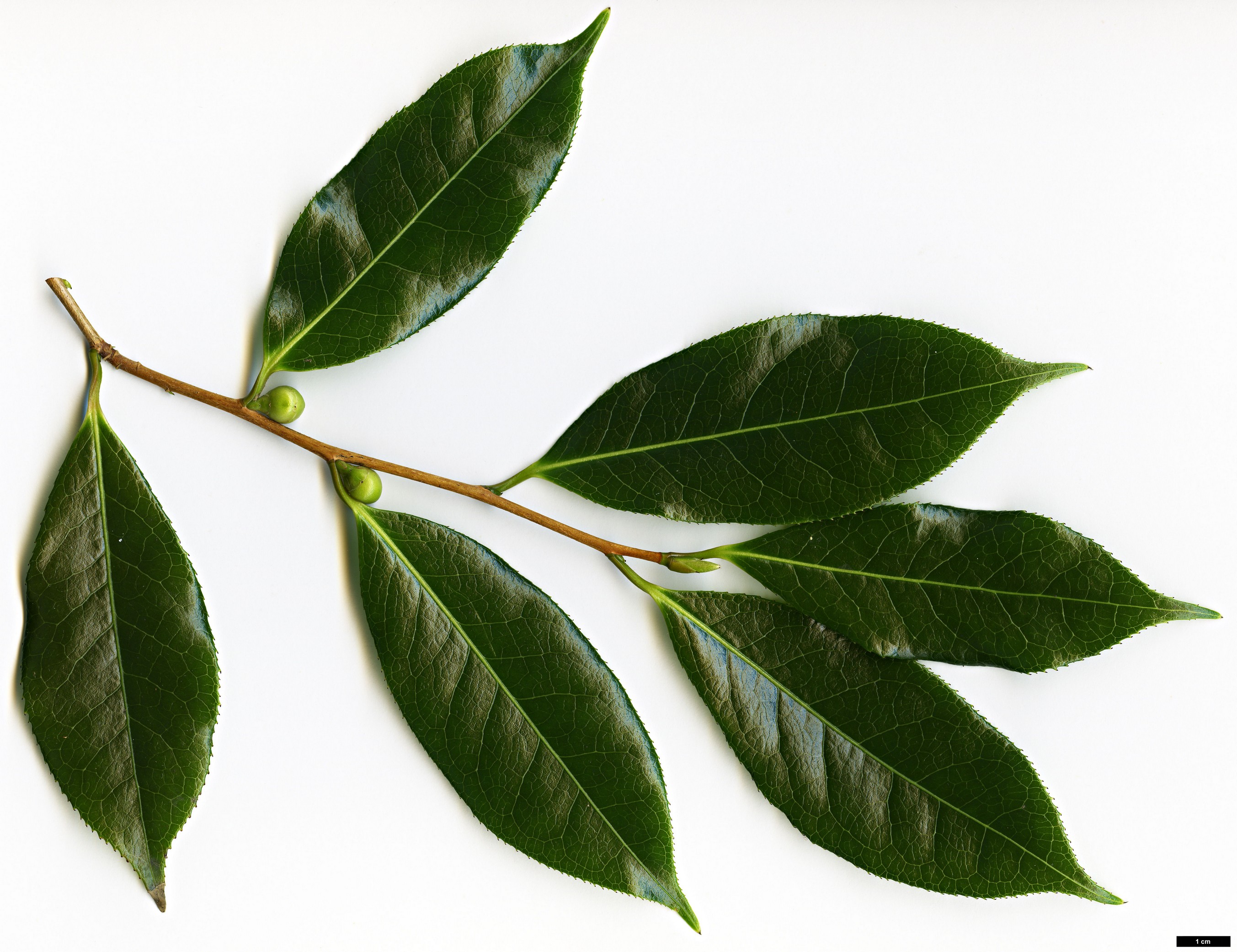 High resolution image: Family: Theaceae - Genus: Camellia - Taxon: wardii