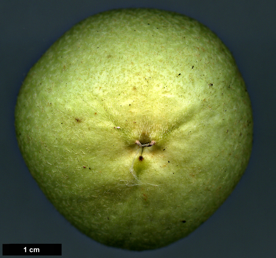 High resolution image: Family: Theaceae - Genus: Camellia - Taxon: wardii