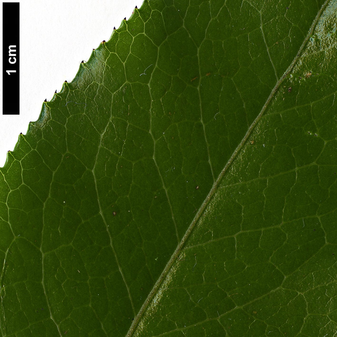 High resolution image: Family: Theaceae - Genus: Camellia - Taxon: yunnanensis