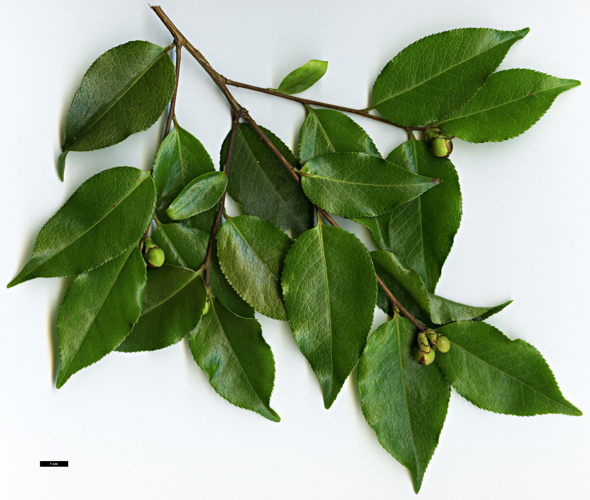 High resolution image: Family: Theaceae - Genus: Camellia - Taxon: yunnanensis