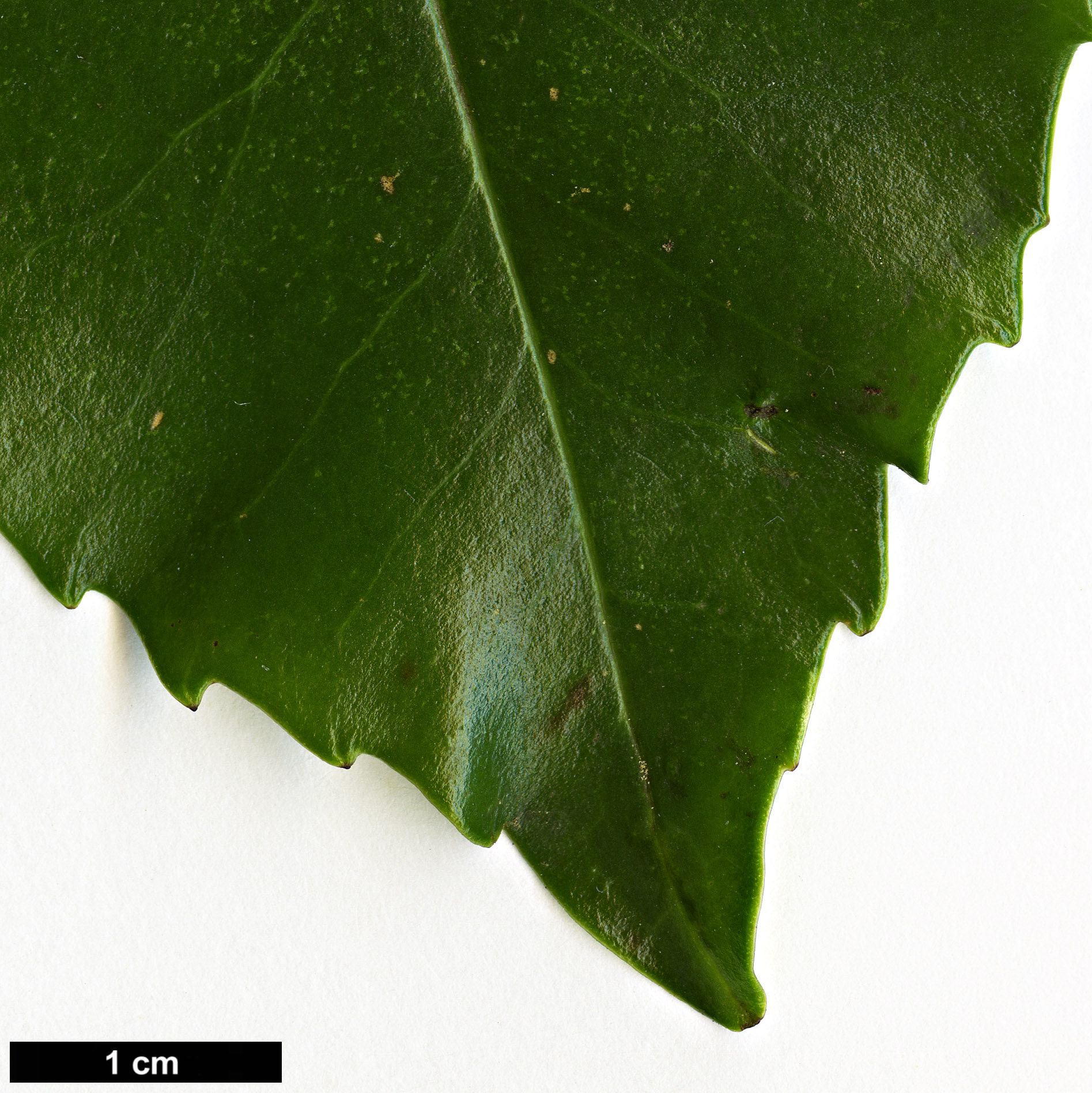 High resolution image: Family: Theaceae - Genus: Gordonia - Taxon: lasianthus