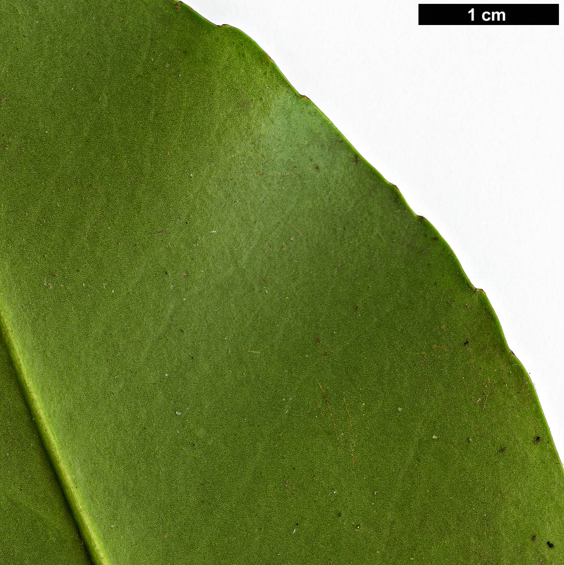 High resolution image: Family: Theaceae - Genus: Gordonia - Taxon: lasianthus