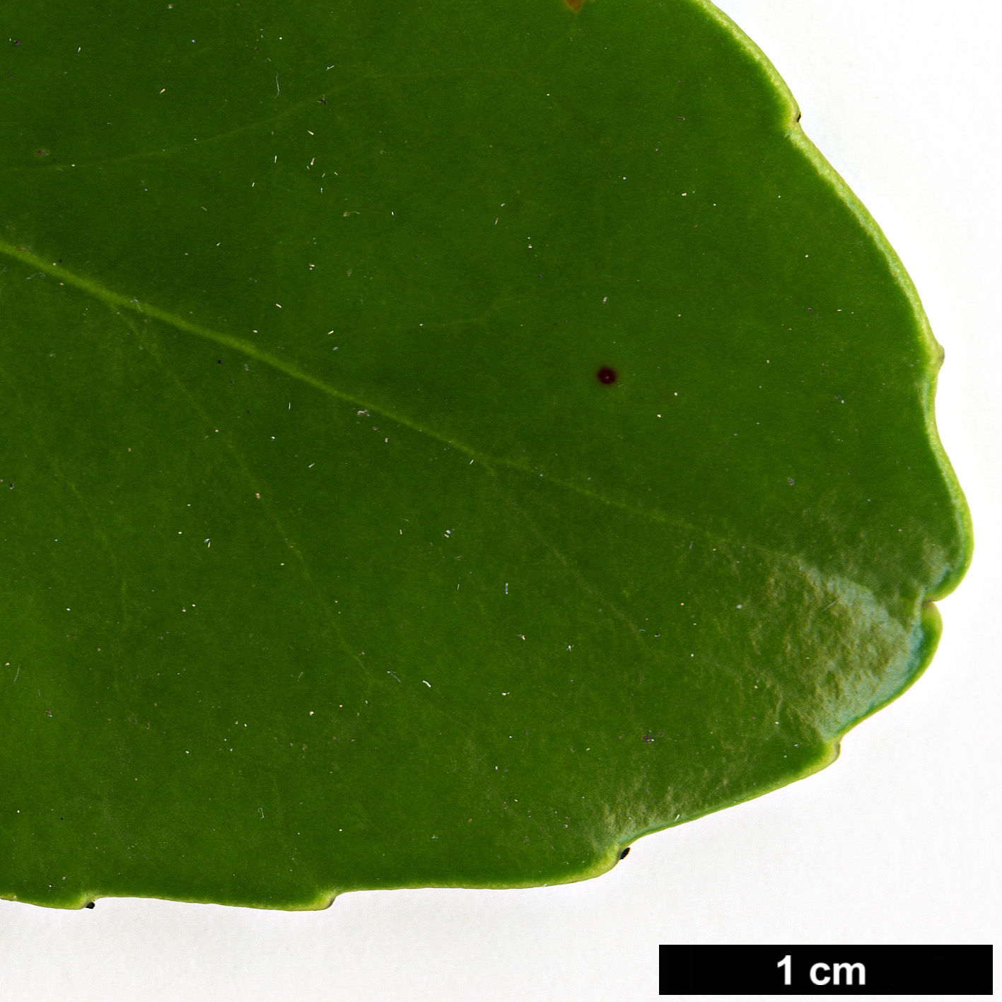 High resolution image: Family: Theaceae - Genus: Polyspora - Taxon: axillaris