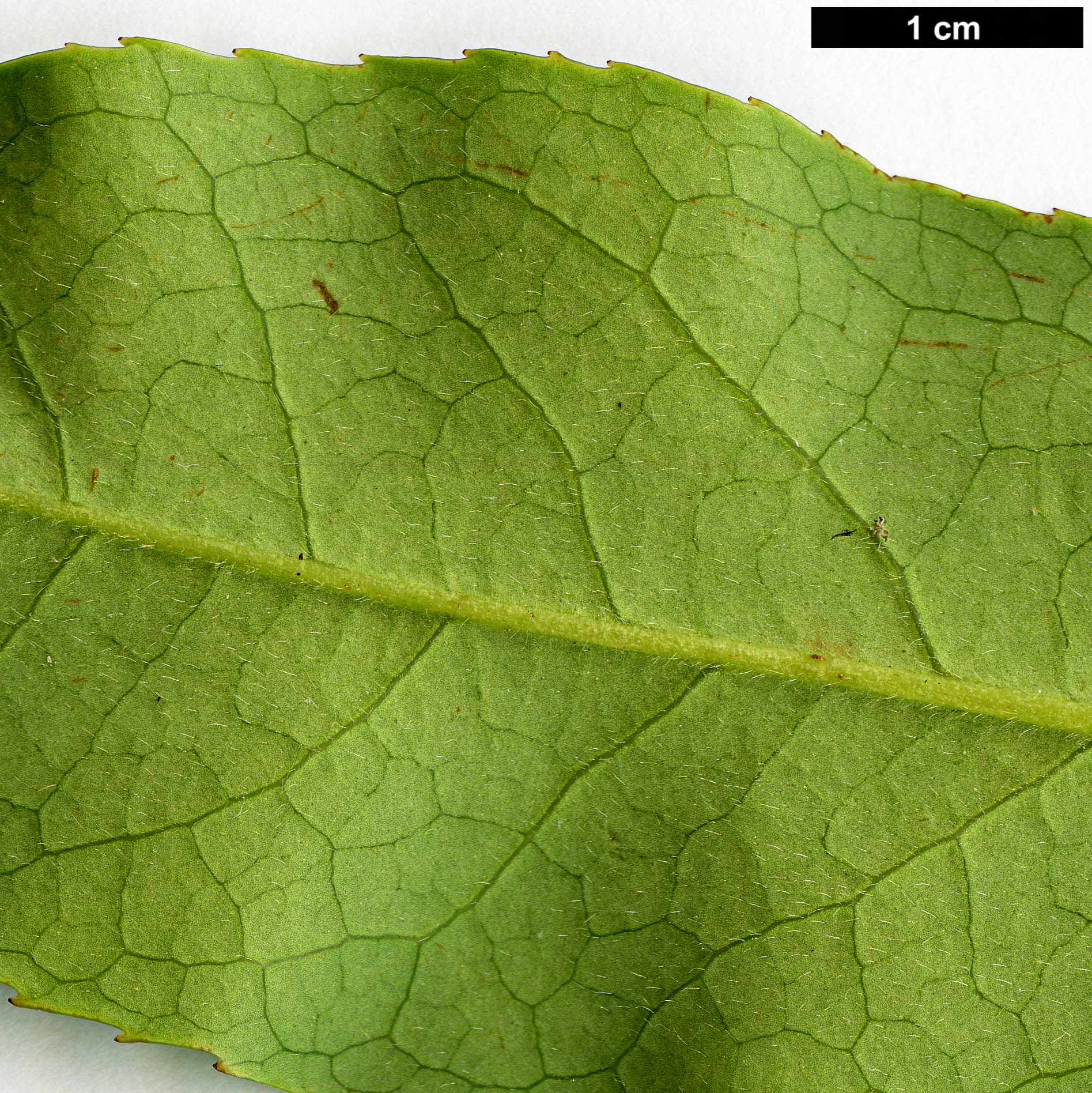 High resolution image: Family: Theaceae - Genus: Pyrenaria - Taxon: spectabilis