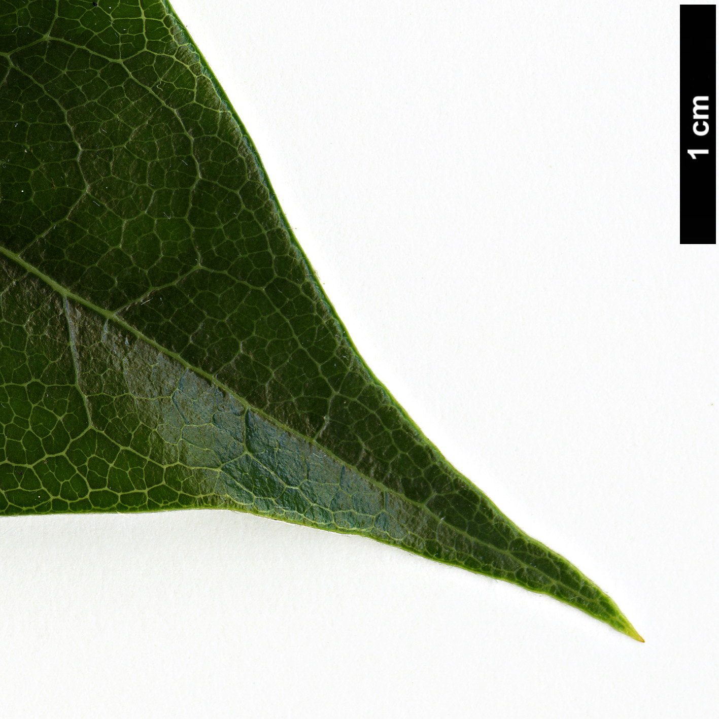 High resolution image: Family: Theaceae - Genus: Schima - Taxon: argentea