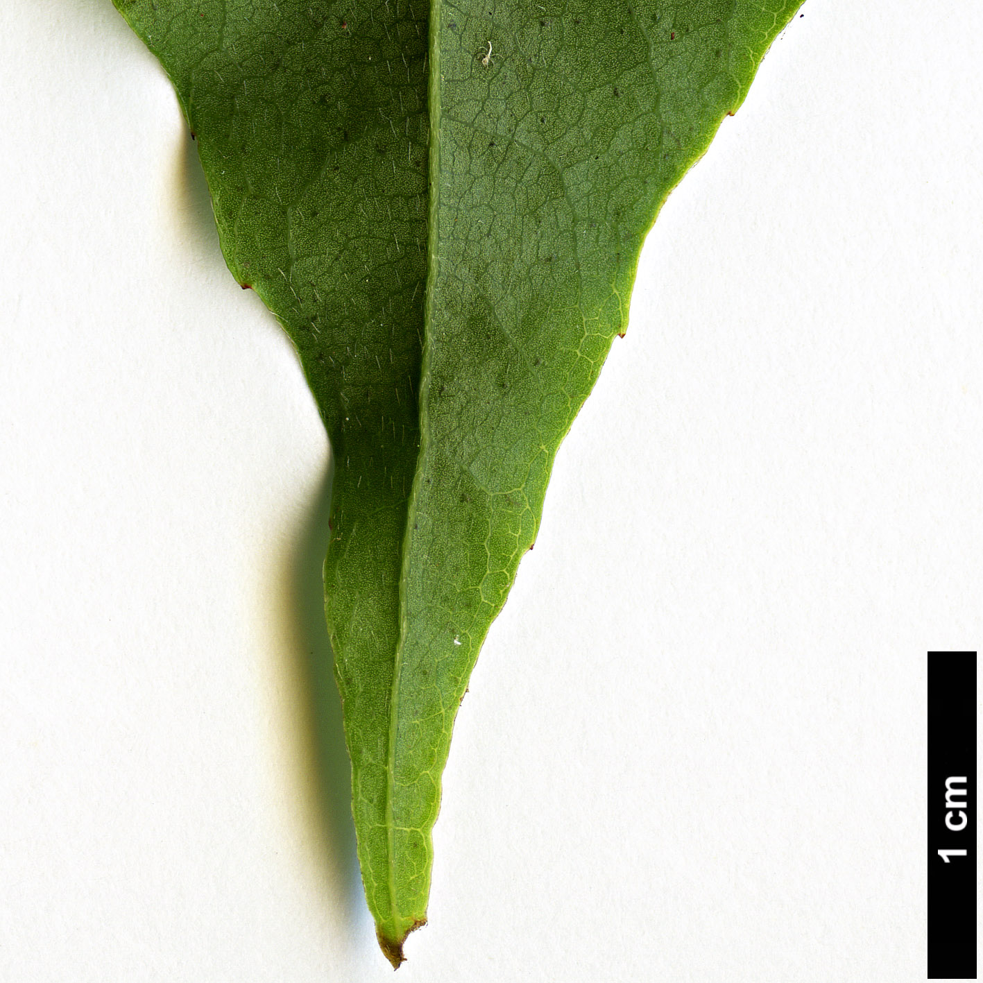 High resolution image: Family: Theaceae - Genus: Schima - Taxon: khasiana