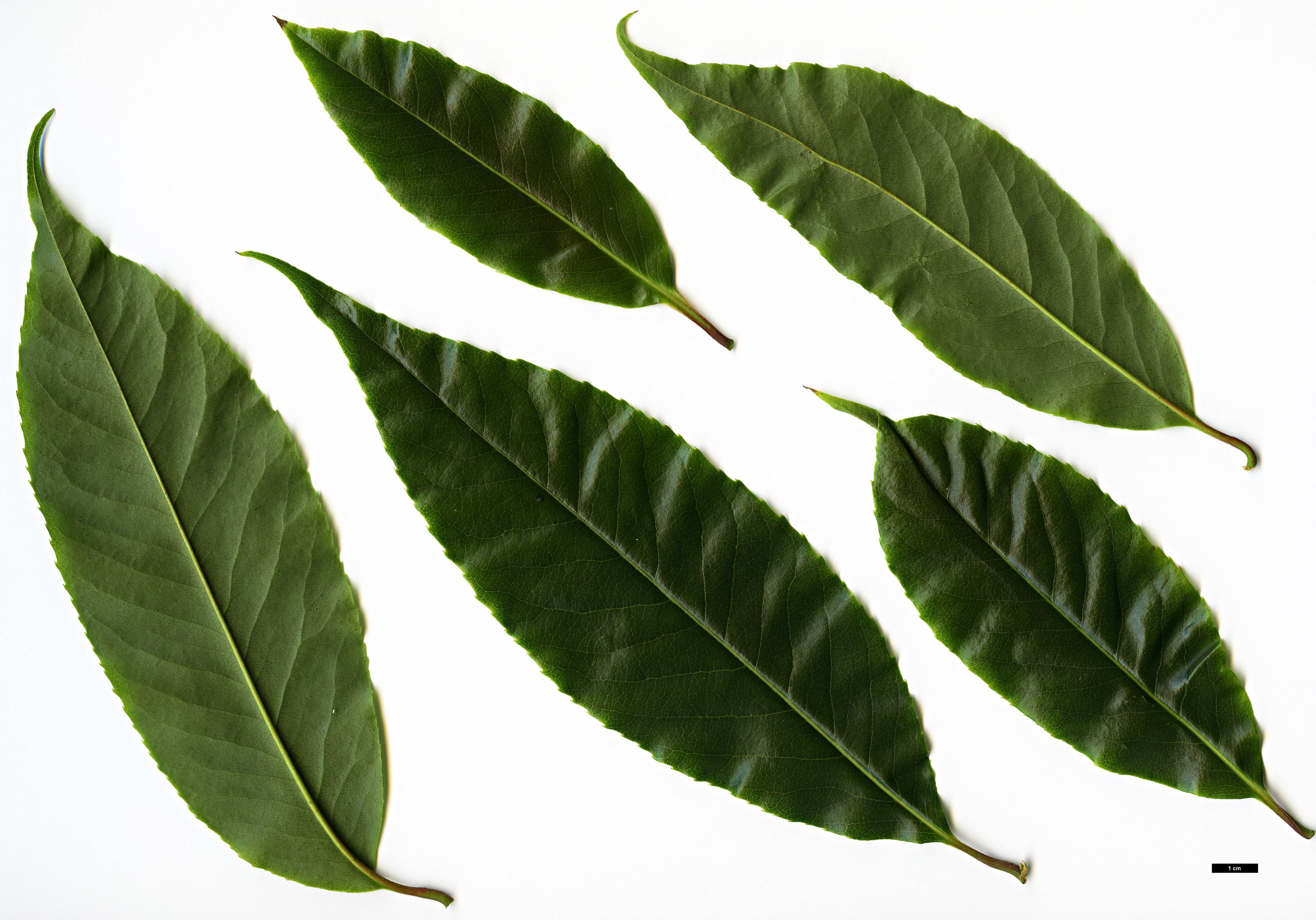 High resolution image: Family: Theaceae - Genus: Schima - Taxon: khasiana