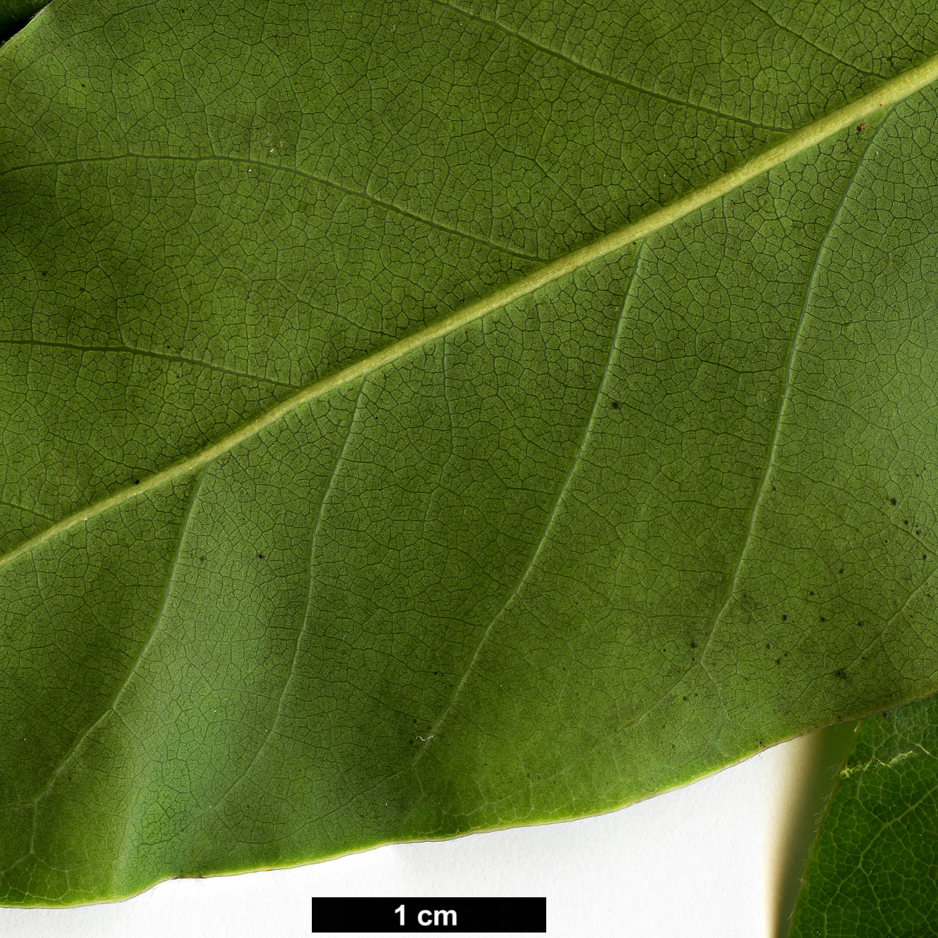 High resolution image: Family: Theaceae - Genus: Schima - Taxon: wallichii