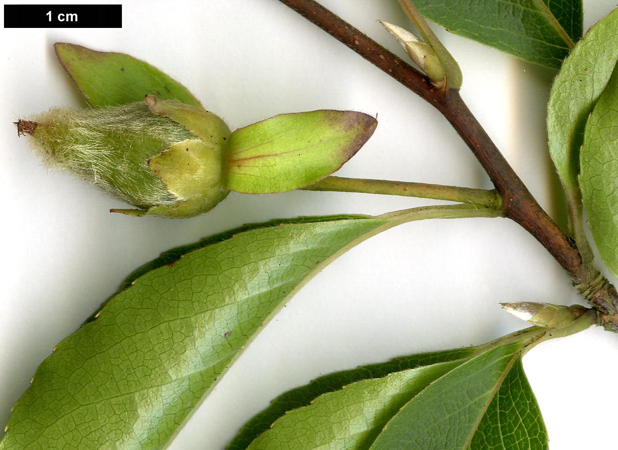 High resolution image: Family: Theaceae - Genus: Stewartia - Taxon: monadelpha