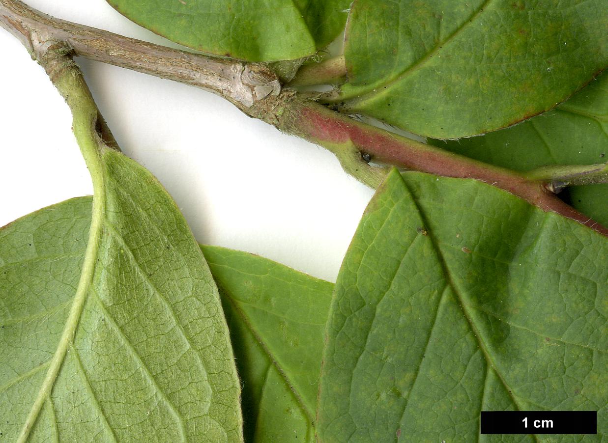 High resolution image: Family: Theaceae - Genus: Stewartia - Taxon: pseudocamellia