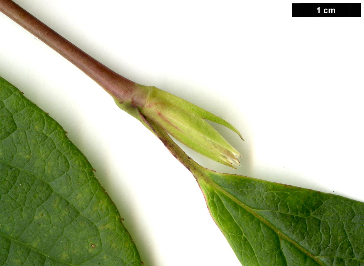 High resolution image: Family: Theaceae - Genus: Stewartia - Taxon: pseudocamellia