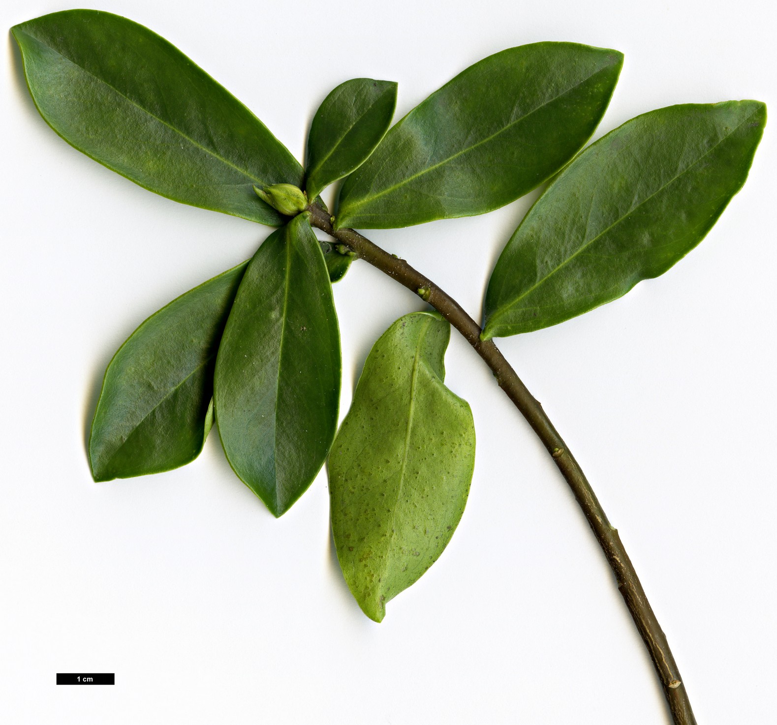 High resolution image: Family: Thymelaeaceae - Genus: Daphne - Taxon: albowiana