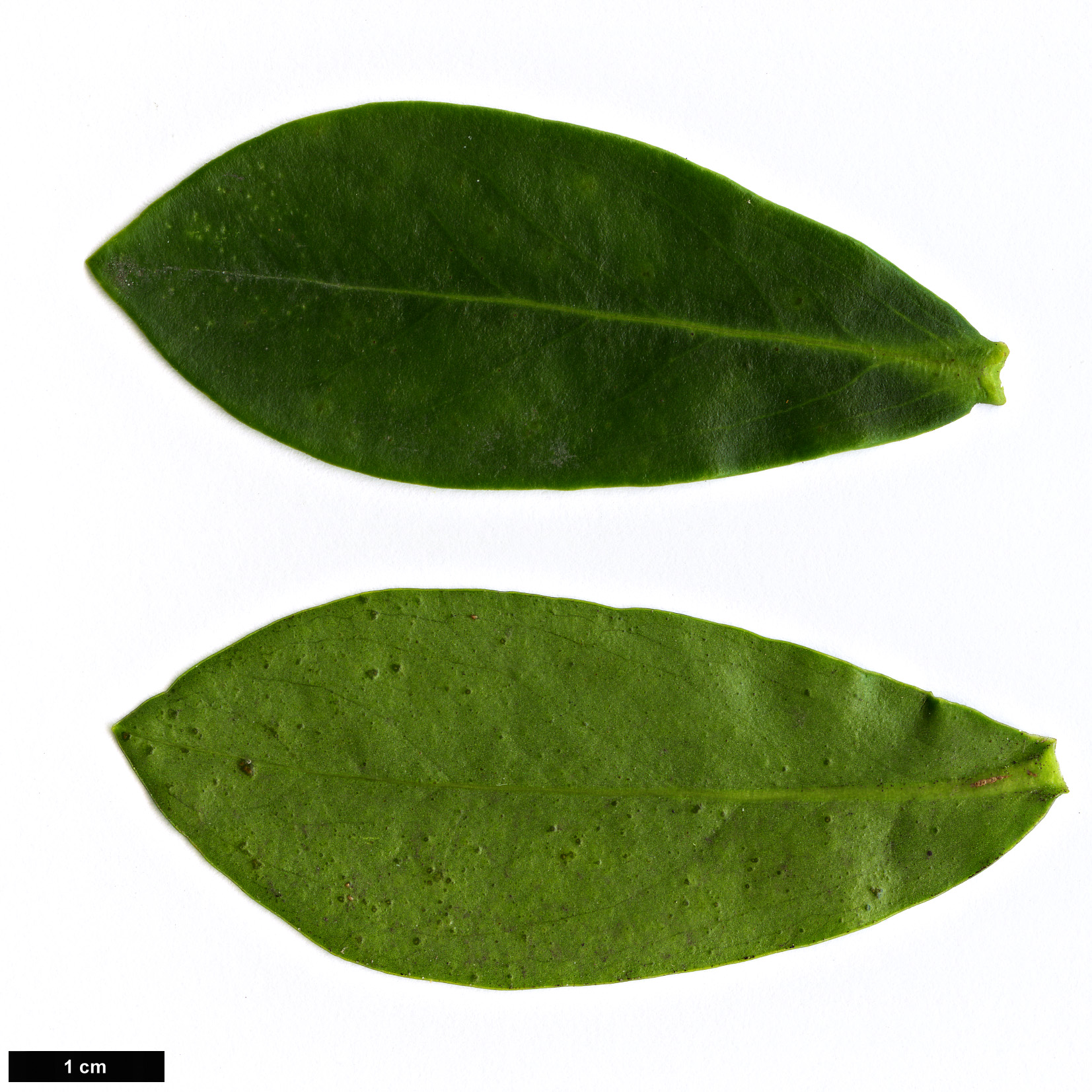 High resolution image: Family: Thymelaeaceae - Genus: Daphne - Taxon: albowiana