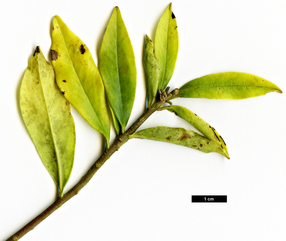 High resolution image: Family: Thymelaeaceae - Genus: Daphne - Taxon: arisanensis