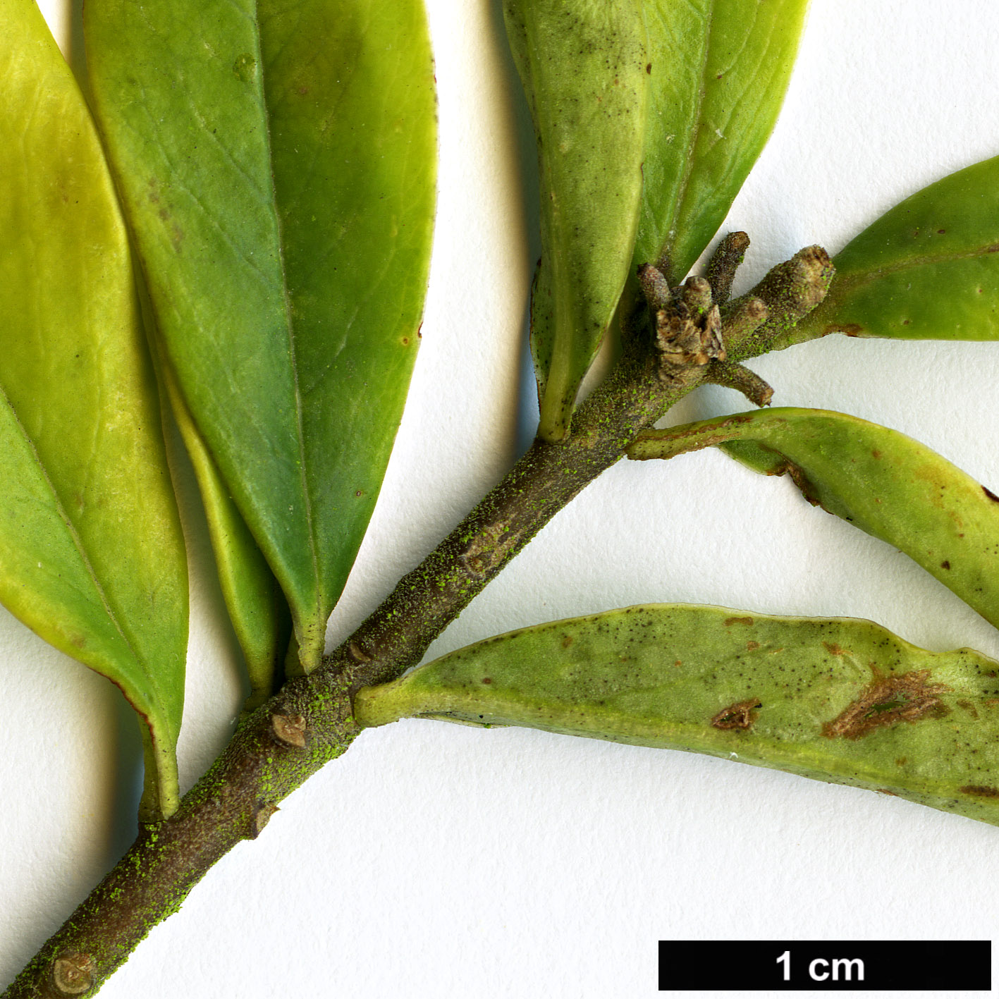 High resolution image: Family: Thymelaeaceae - Genus: Daphne - Taxon: arisanensis