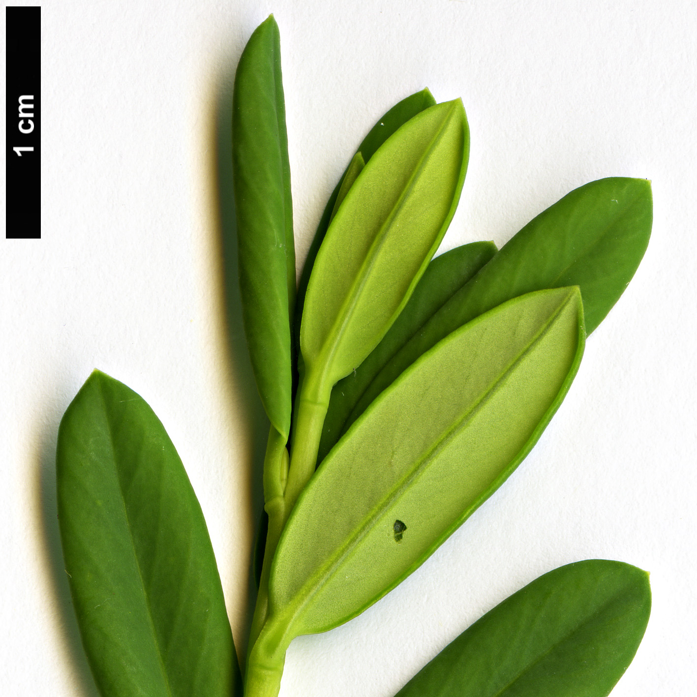 High resolution image: Family: Thymelaeaceae - Genus: Daphne - Taxon: aurantiaca