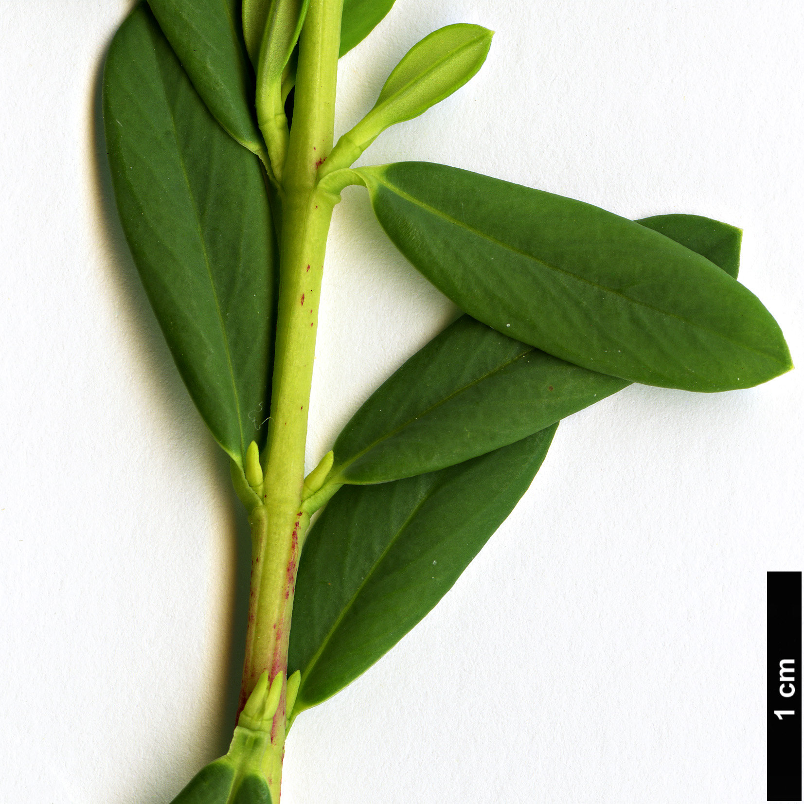 High resolution image: Family: Thymelaeaceae - Genus: Daphne - Taxon: aurantiaca