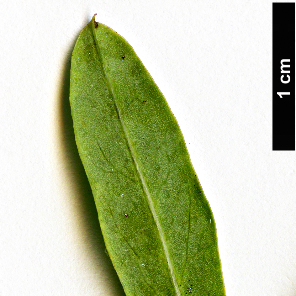 High resolution image: Family: Thymelaeaceae - Genus: Daphne - Taxon: caucasica