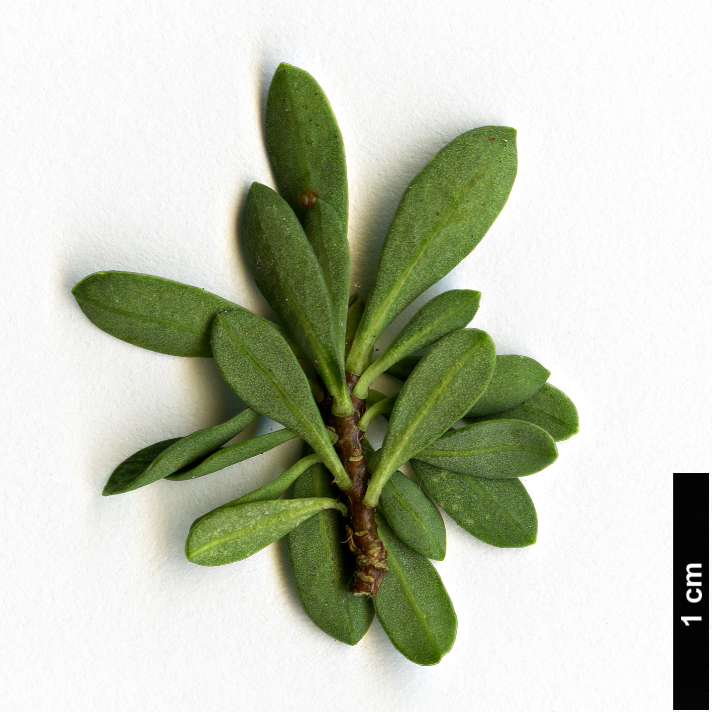 High resolution image: Family: Thymelaeaceae - Genus: Daphne - Taxon: domini