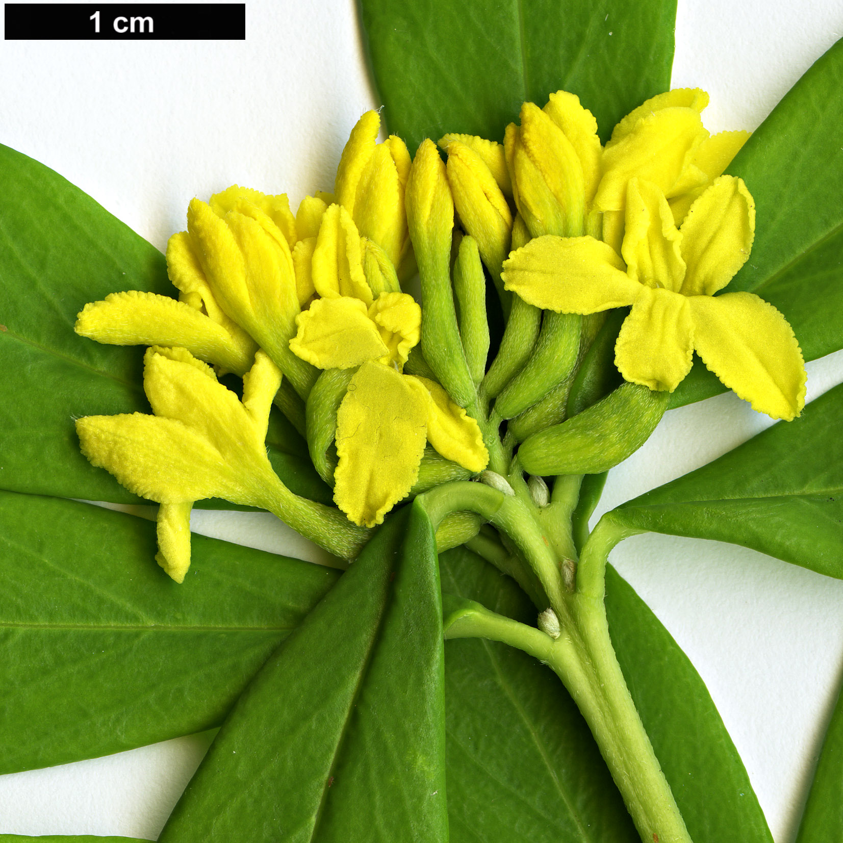 High resolution image: Family: Thymelaeaceae - Genus: Daphne - Taxon: gemmata