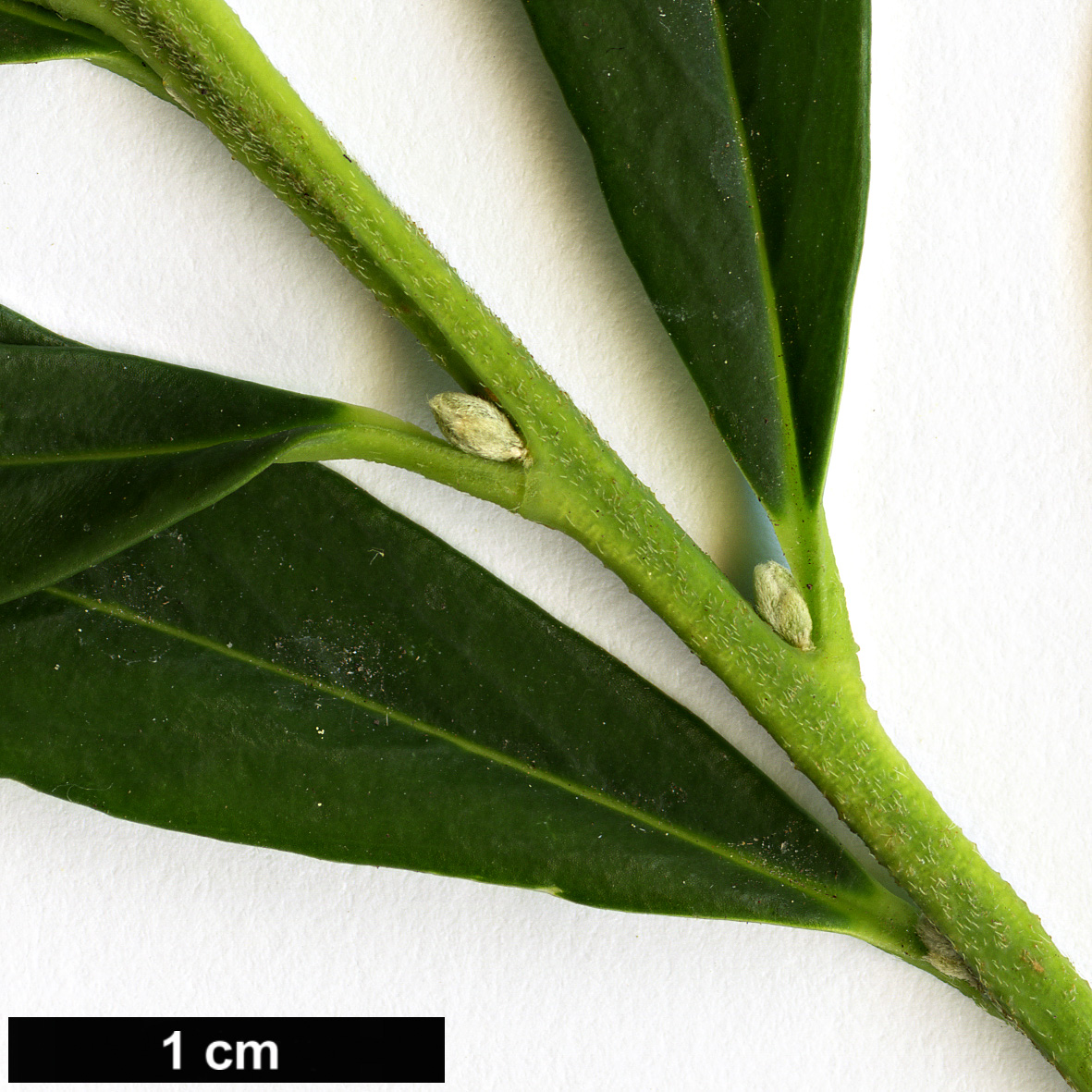 High resolution image: Family: Thymelaeaceae - Genus: Daphne - Taxon: gemmata
