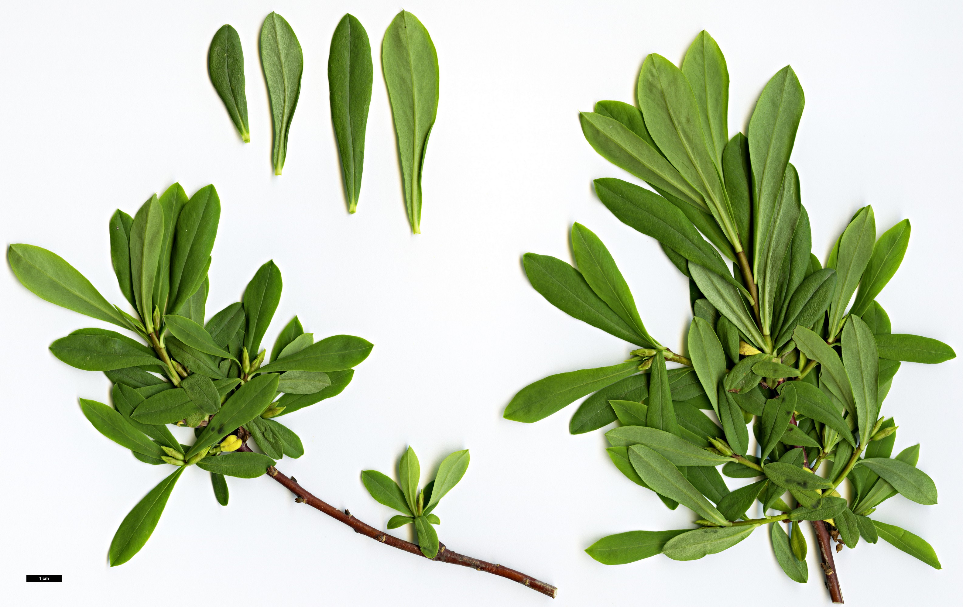 High resolution image: Family: Thymelaeaceae - Genus: Daphne - Taxon: giraldii