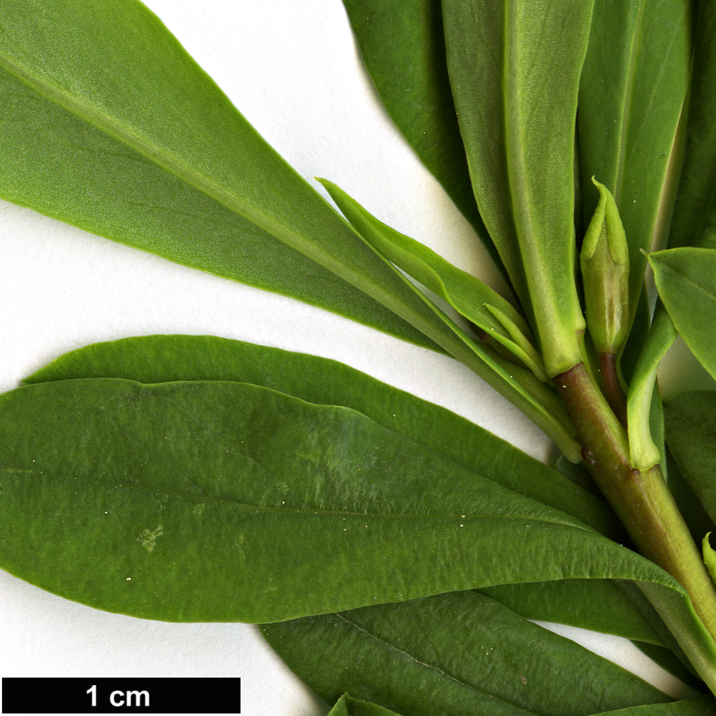 High resolution image: Family: Thymelaeaceae - Genus: Daphne - Taxon: giraldii