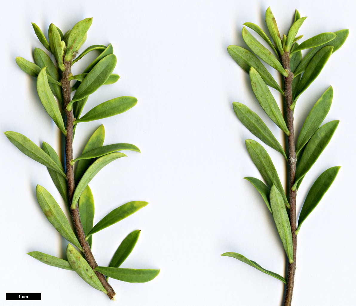 High resolution image: Family: Thymelaeaceae - Genus: Daphne - Taxon: gnidioides