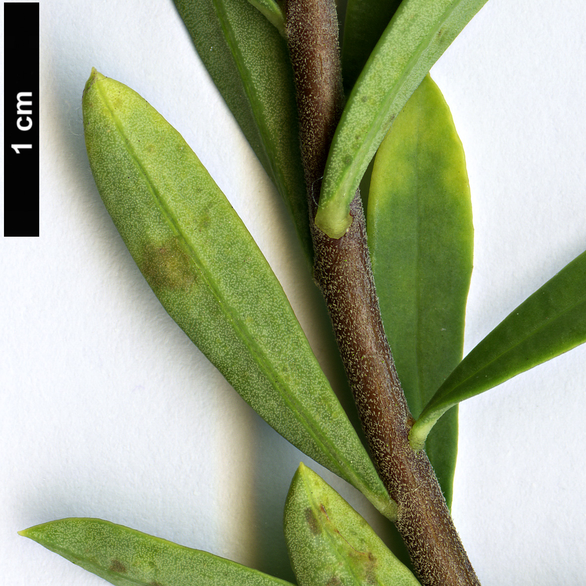 High resolution image: Family: Thymelaeaceae - Genus: Daphne - Taxon: gnidioides