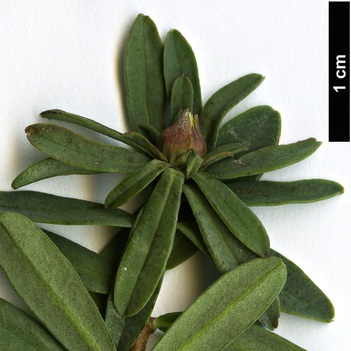 High resolution image: Family: Thymelaeaceae - Genus: Daphne - Taxon: juliae