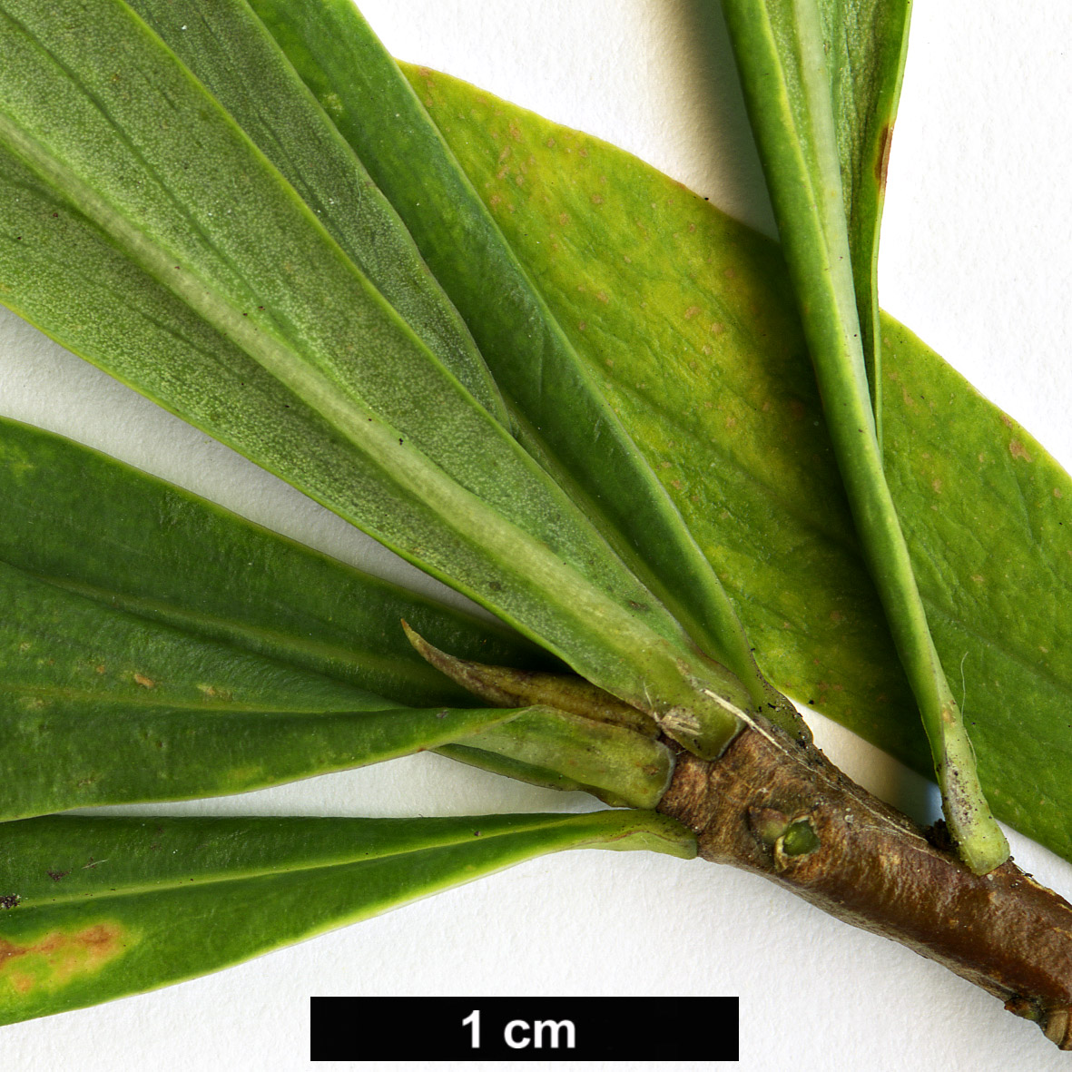 High resolution image: Family: Thymelaeaceae - Genus: Daphne - Taxon: koreana