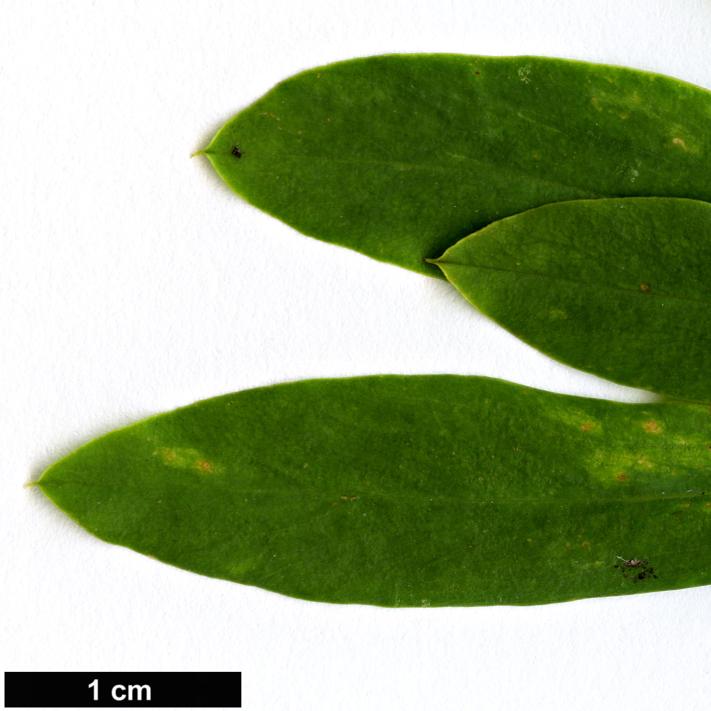 High resolution image: Family: Thymelaeaceae - Genus: Daphne - Taxon: koreana