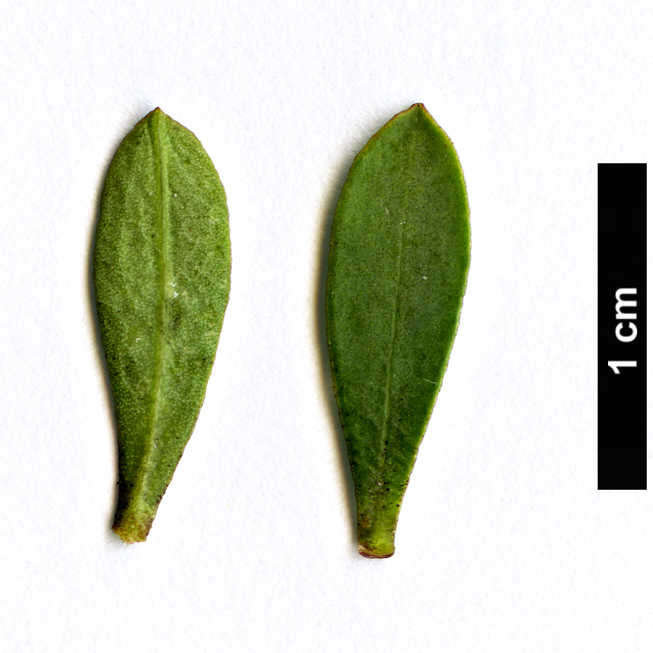 High resolution image: Family: Thymelaeaceae - Genus: Daphne - Taxon: kosaninii