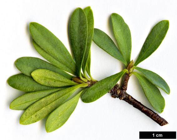 High resolution image: Family: Thymelaeaceae - Genus: Daphne - Taxon: kurdica