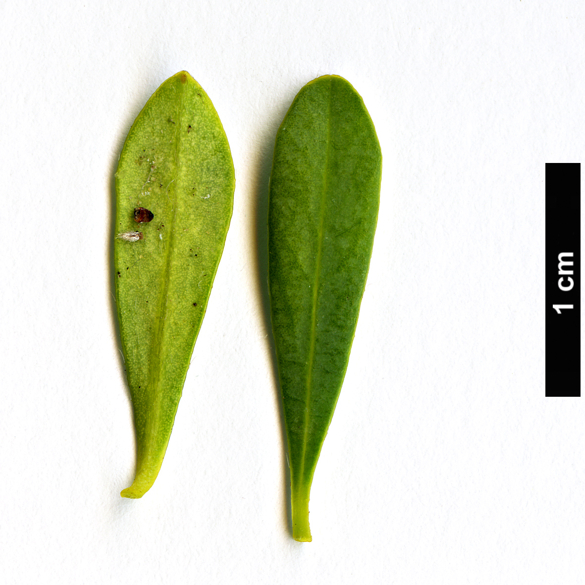 High resolution image: Family: Thymelaeaceae - Genus: Daphne - Taxon: kurdica