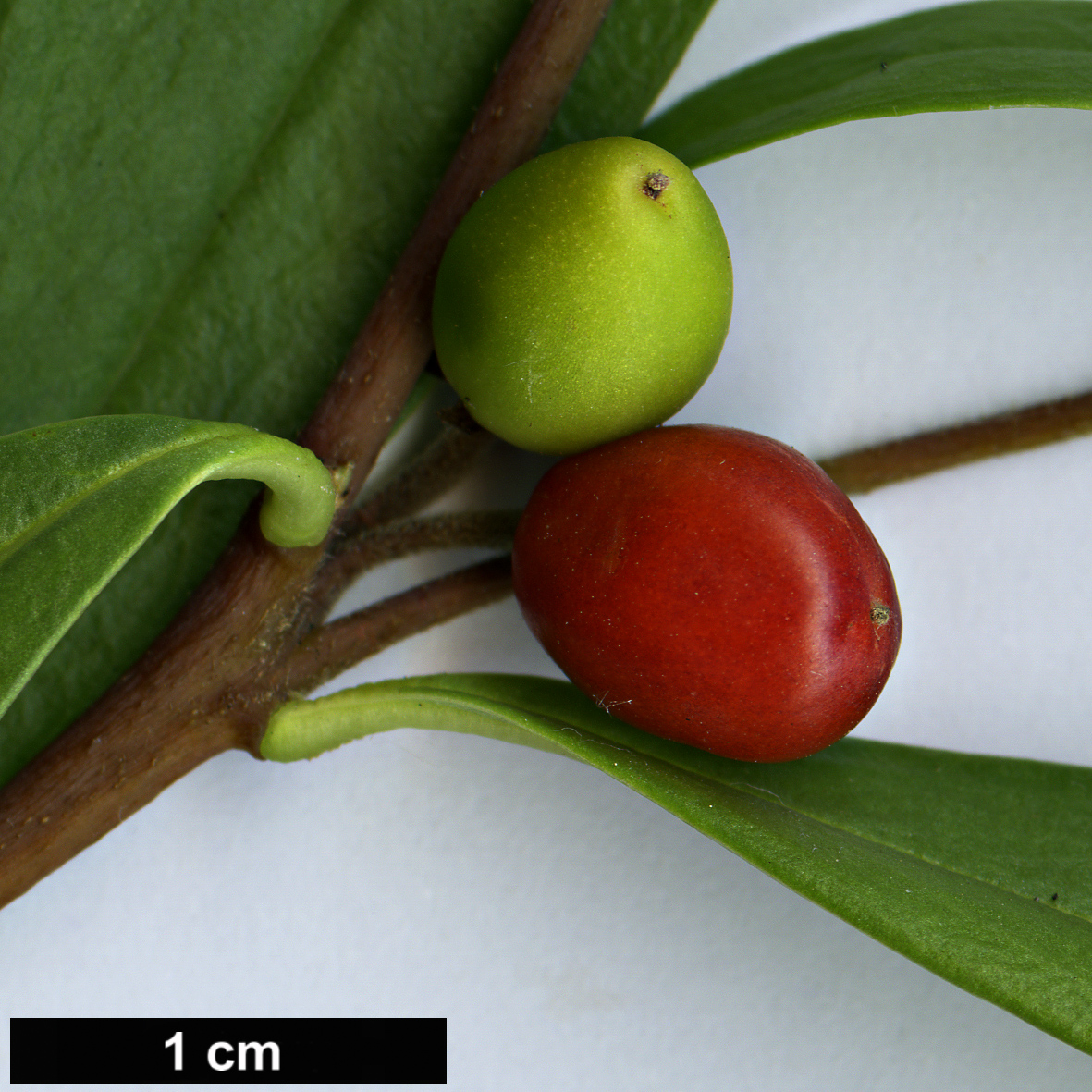 High resolution image: Family: Thymelaeaceae - Genus: Daphne - Taxon: longilobata