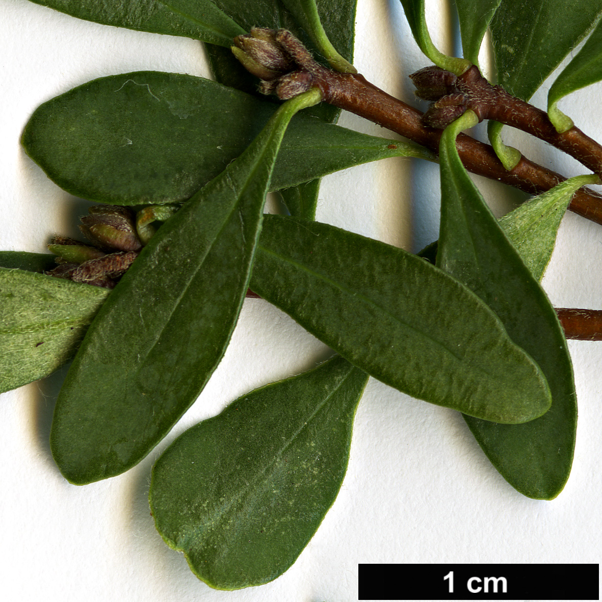 High resolution image: Family: Thymelaeaceae - Genus: Daphne - Taxon: malyana