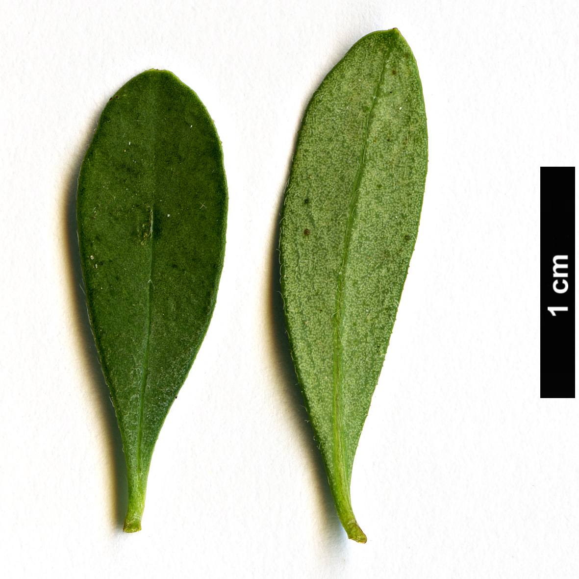 High resolution image: Family: Thymelaeaceae - Genus: Daphne - Taxon: malyana