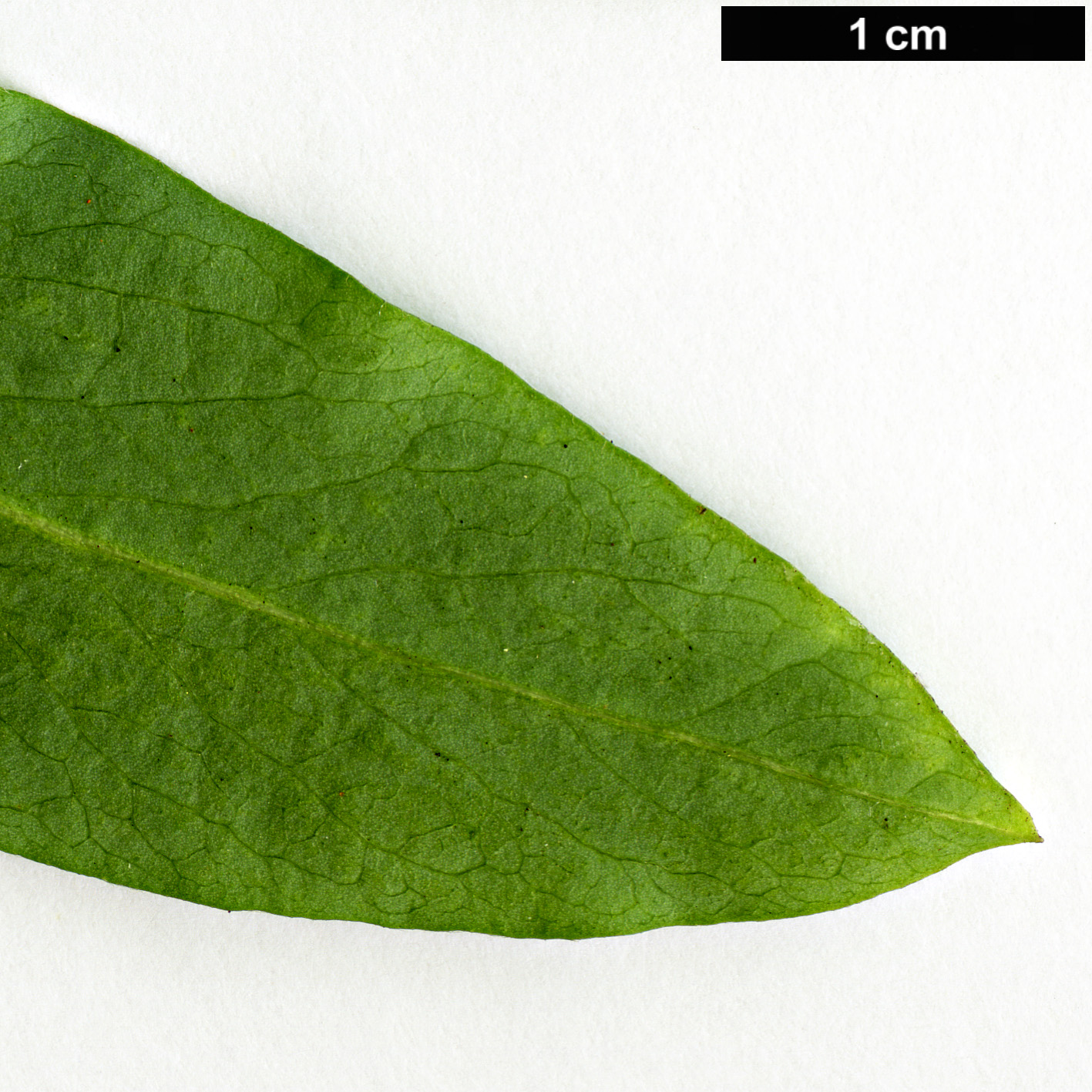 High resolution image: Family: Thymelaeaceae - Genus: Daphne - Taxon: mezereum