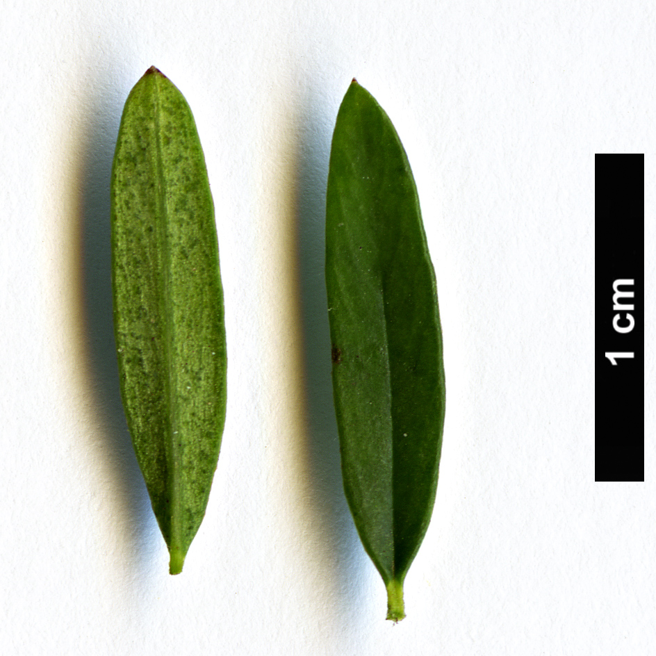 High resolution image: Family: Thymelaeaceae - Genus: Daphne - Taxon: modesta