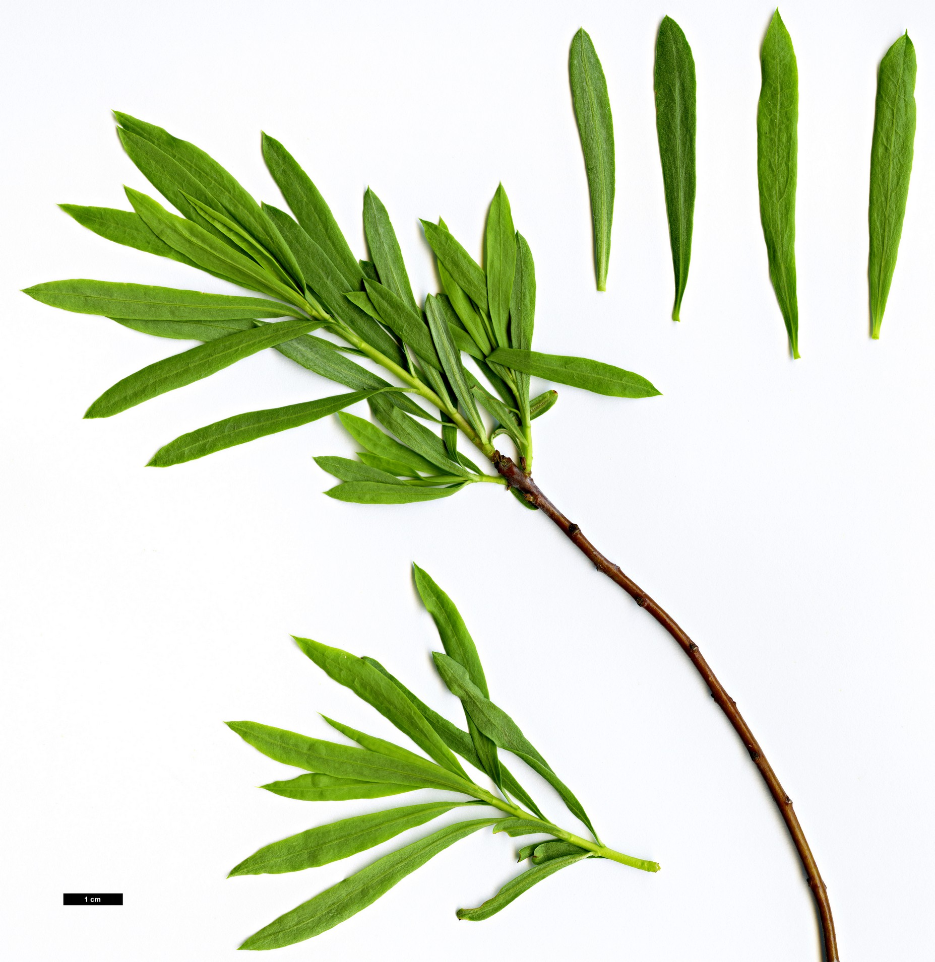 High resolution image: Family: Thymelaeaceae - Genus: Daphne - Taxon: mucronata