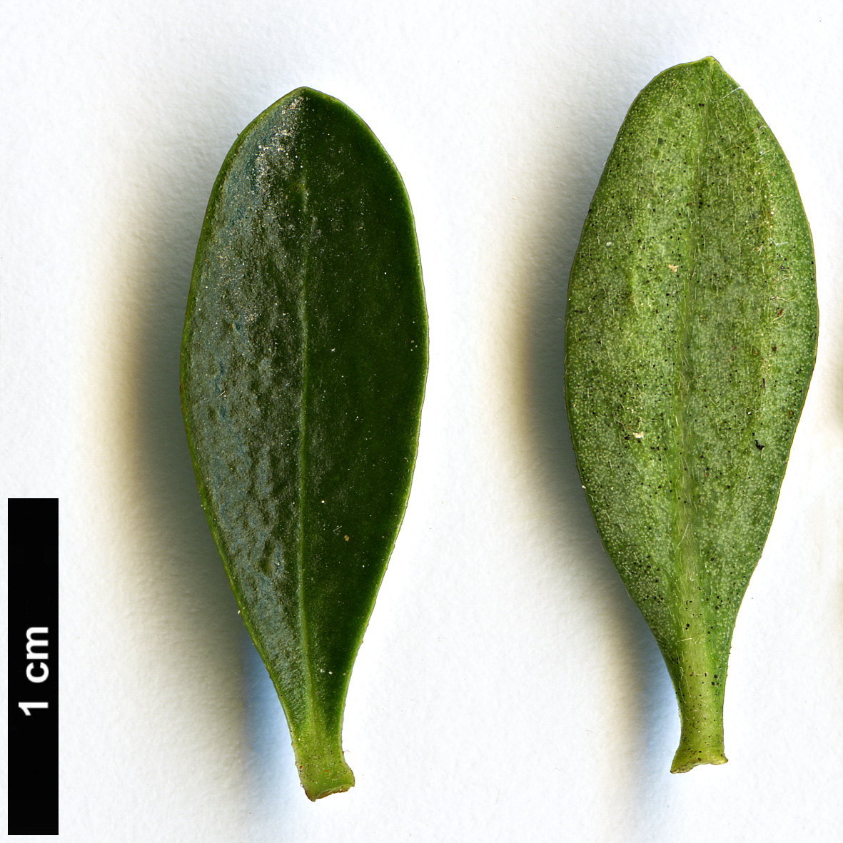 High resolution image: Family: Thymelaeaceae - Genus: Daphne - Taxon: oleoides